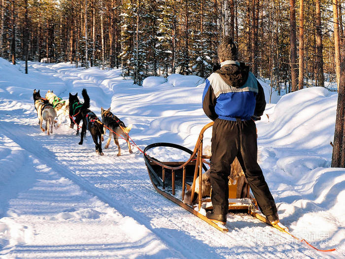 在芬兰拉普兰哈士奇雪橇的人