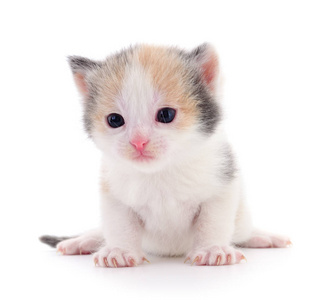 在白色背景上孤立的小灰小猫照片