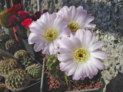 仙人掌 Acanthocalycium 紫杆菌 P110a 大花