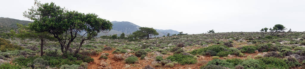 希腊 Krete 岛小径附近的树木和岩石