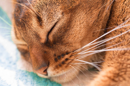 年轻的阿比西尼亚红猫睡在床上。特写。可爱的小猫宏观照片。粉彩彩色照片