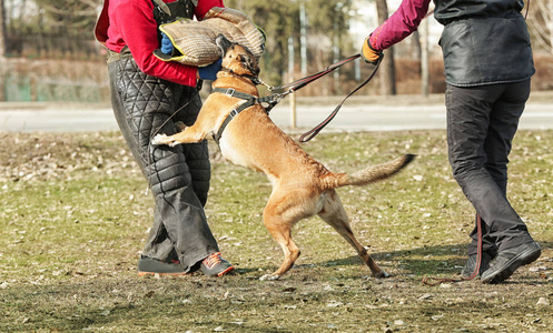 在户外工作犬训练中