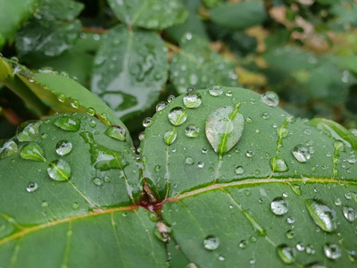 在暴风雨后落在树叶上