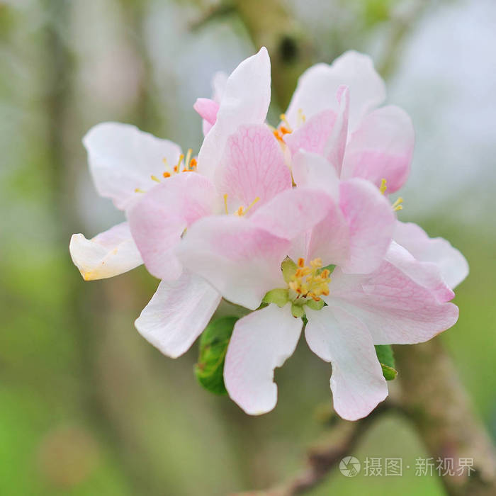 微信头像春天的树开花图片