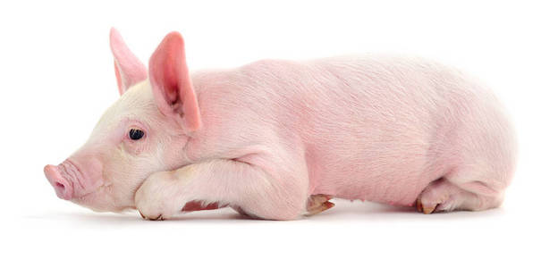 白猪图片