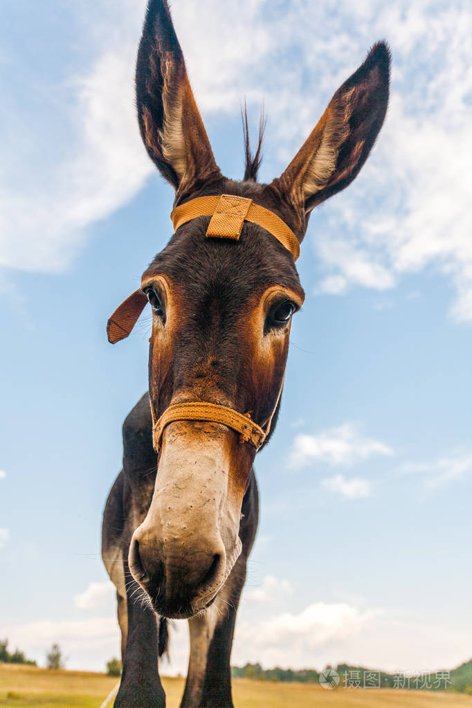 大耳朵的搞笑驴