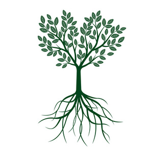 绿树与叶子和根。矢量图