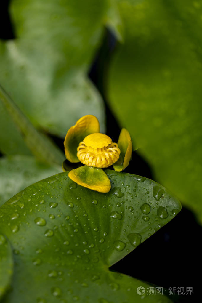 池塘水生 bladderwort (狸) 花