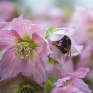 Helleborous walberton 迷迭香 walhero 花与大黄蜂