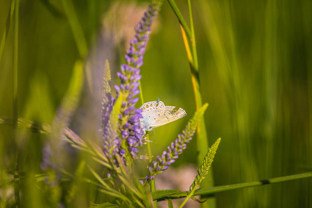 美丽的蓝色蝴蝶坐在维罗妮卡花。gypsyweed 上的小蝴蝶。植物上的昆虫特写。斯皮德韦尔花