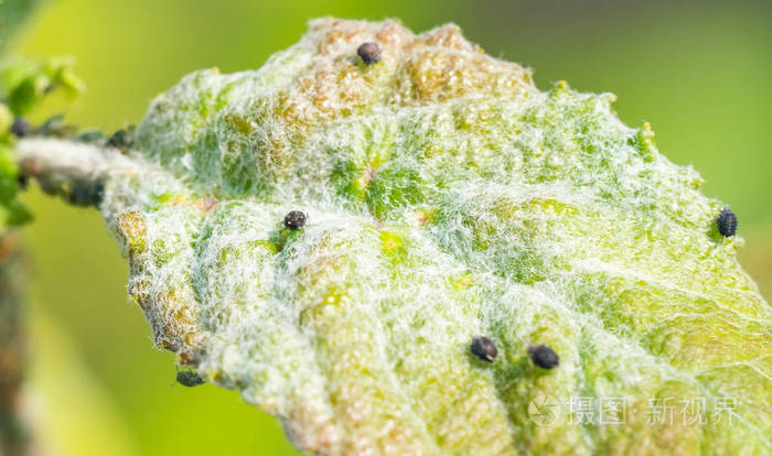 植物茎秆上的小黑蚜虫群