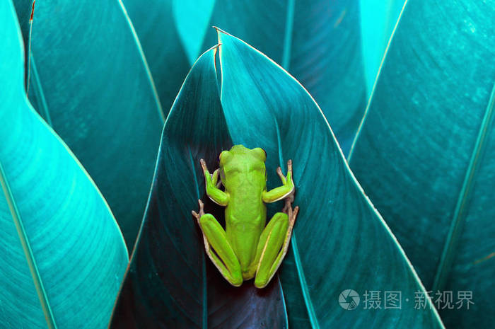 矮胖的青蛙青蛙树蛙