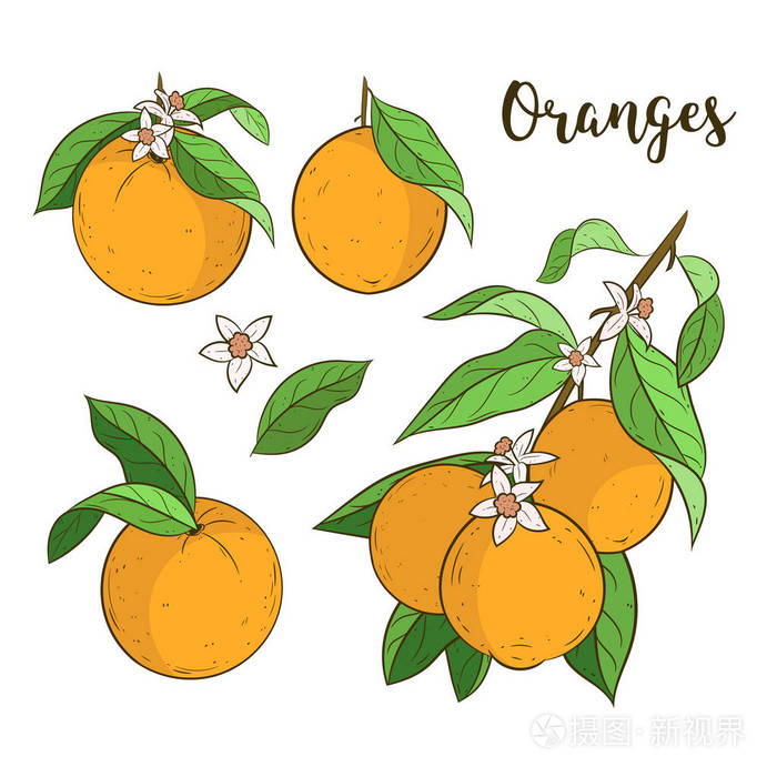 橙子树插画图片