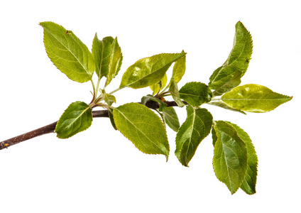 苹果树上的苹果图片