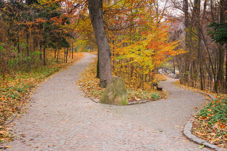 荆棘分叉路分岔的路照片