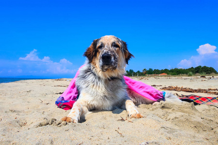 海滩上的模糊狗