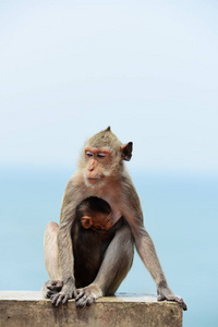 猴家有一个猴妈妈和一个可爱的猴子宝宝。猴子吃的食物, 游客 throwmonkey 是玩和凝视
