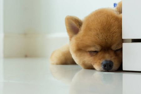 博美犬小狗的狗可爱宠物睡觉图片