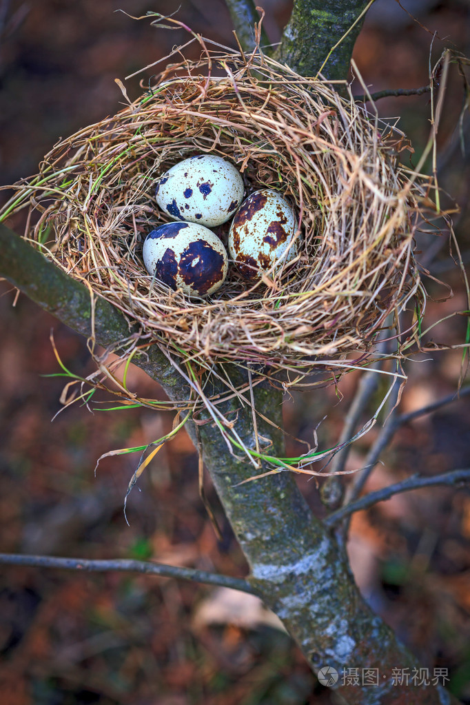 鹌鹑蛋上幼树巢