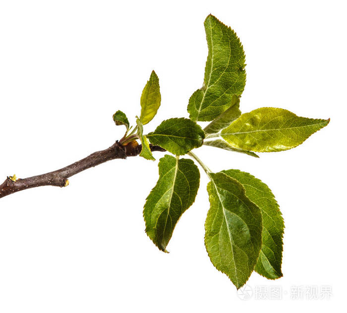 与年轻的绿树上的苹果的枝叶孤立对whi