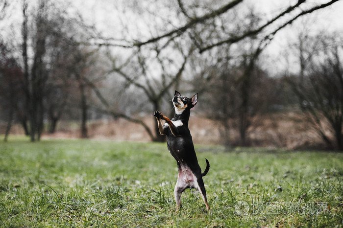 美丽的俄罗斯玩具犬