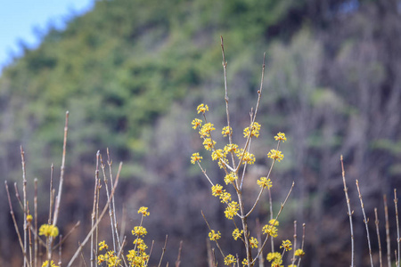 Gurye 山茱萸花卉节景