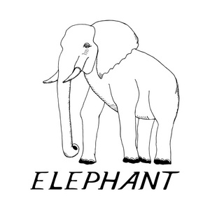 手绘素描风格的大象照片