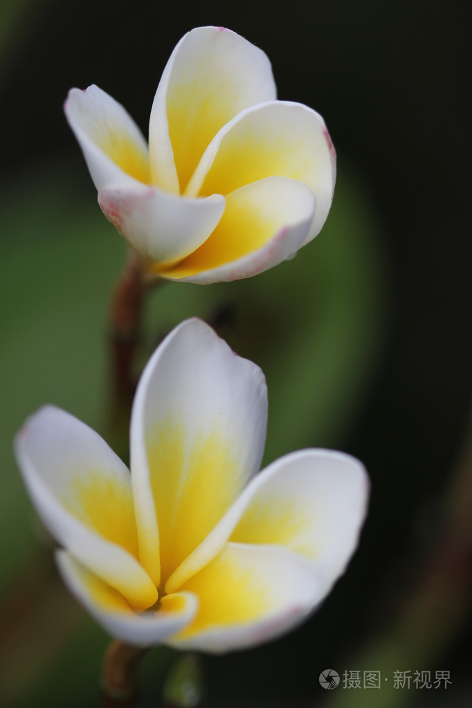 盛开的白色鸡蛋花