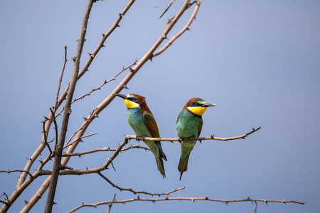 蜂食鸟 Merops apiaster 在不同的姿势