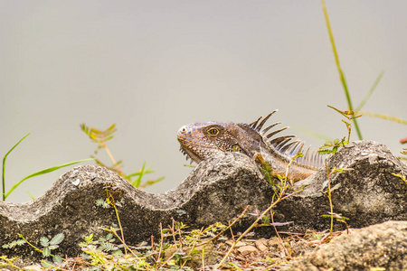 厄瓜多尔瓜亚基尔河岸边的成年鬣蜥