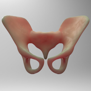 人类的骨架臀部和骨盆