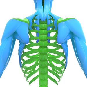 人类的肋骨图片-人类的肋骨素材-人类的肋骨插画-摄图新视界