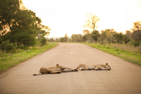 非洲狮躺在南非游戏保护区的公路上