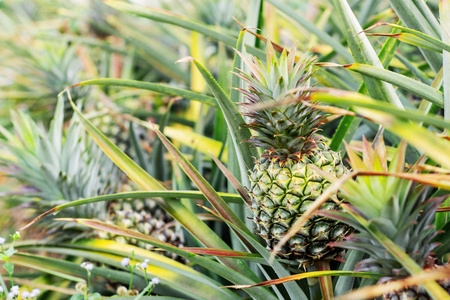 菠萝种植园图片