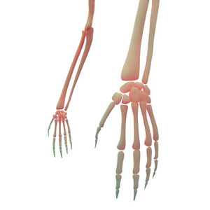 人类的骨架手指关节图片