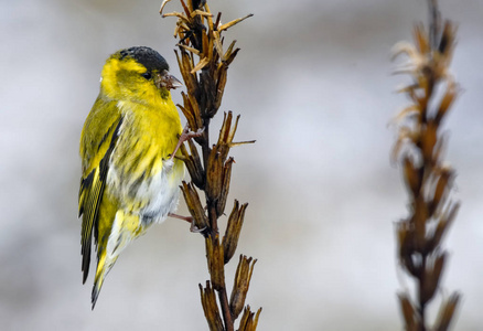 成年男性欧亚黄雀在后坐在干草上用喙提取种子照片