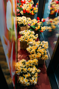 一束黄色的水仙花和红色的郁金香在玻璃橱窗上的花坛中站立