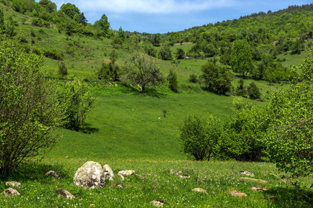 保加利亚 Pazardzhik Rhodopes 山 Fotinovo 村附近绿色丘陵的春季景观