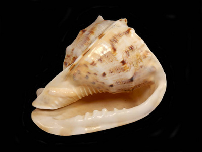 闪电海螺壳图片