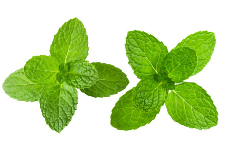 白色背景的薄荷叶.绿色薄荷叶.使用剪切路径照片