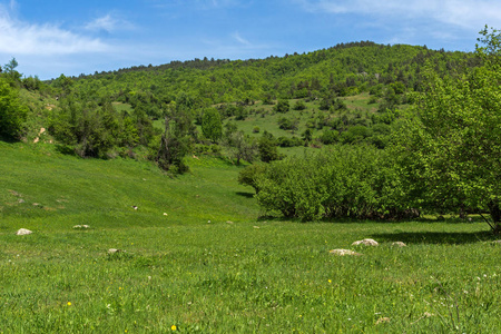 保加利亚 Pazardzhik Rhodopes 山 Fotinovo 村附近绿色丘陵的春季景观