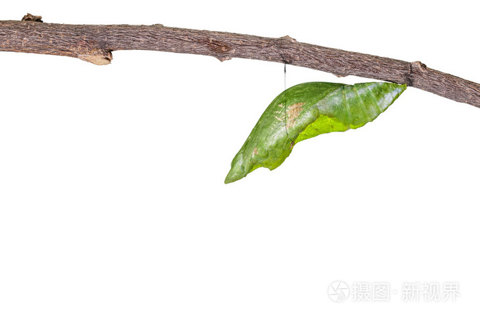 伟大的摩门教徒的孤立蝶蛹照片 正版商用图片0ot3gd 摄图新视界