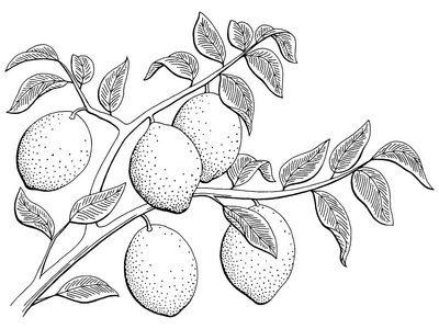 柠檬水果图形分支黑白色孤立的素描图矢量照片