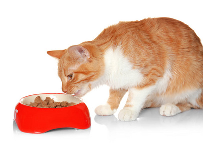 狡猾的猫从白色背景上的碗里吃的食物照片
