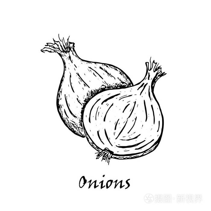 两个洋葱手画插图