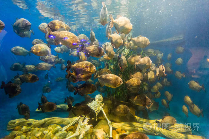 食人鱼鱼在大水族馆的人体骨架周围游动