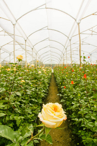 厄瓜多尔花园温室中美丽的单白玫瑰花
