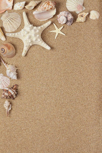 沙质海岸上的贝壳
