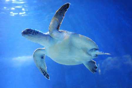 大海龟在水族馆