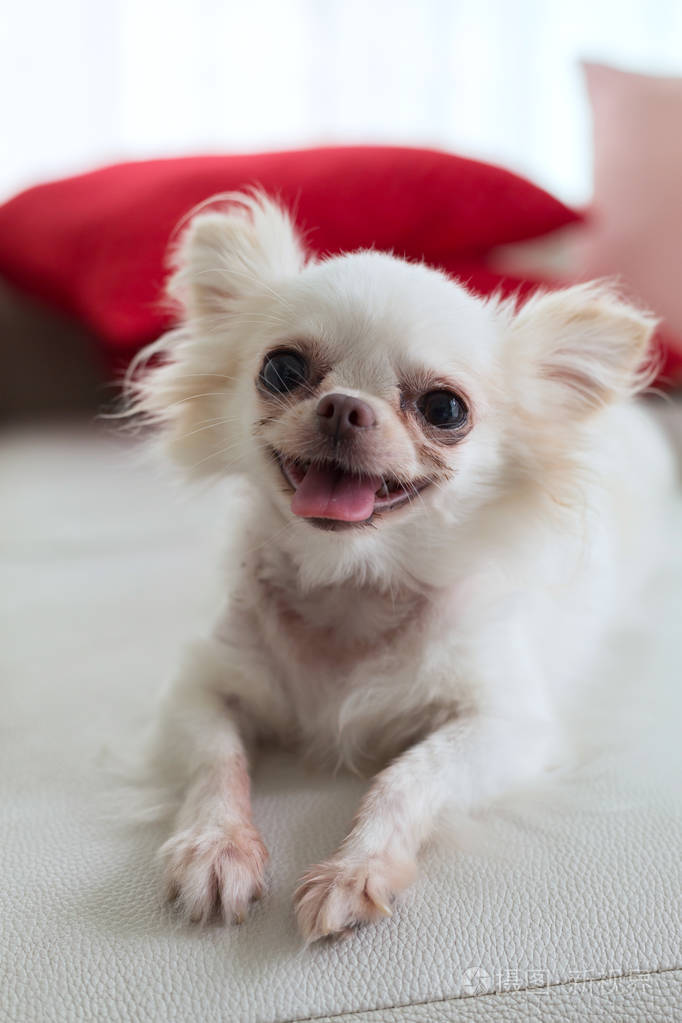 吉娃娃狗可爱宠物